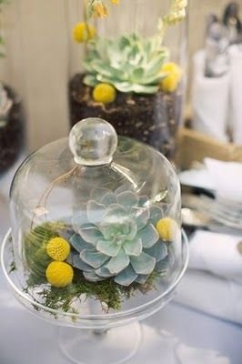 terrariums: