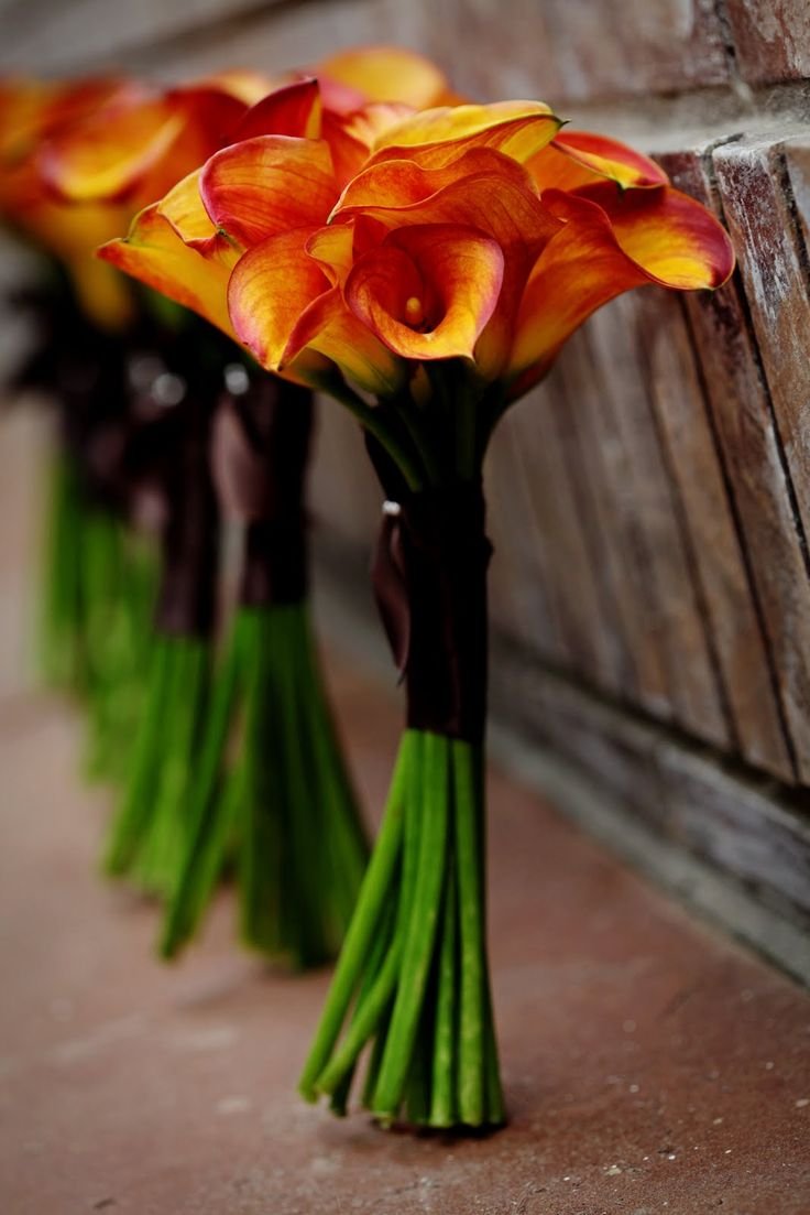 long stem calla lillys for a bouquet LOVE this color! My fav flower <3: