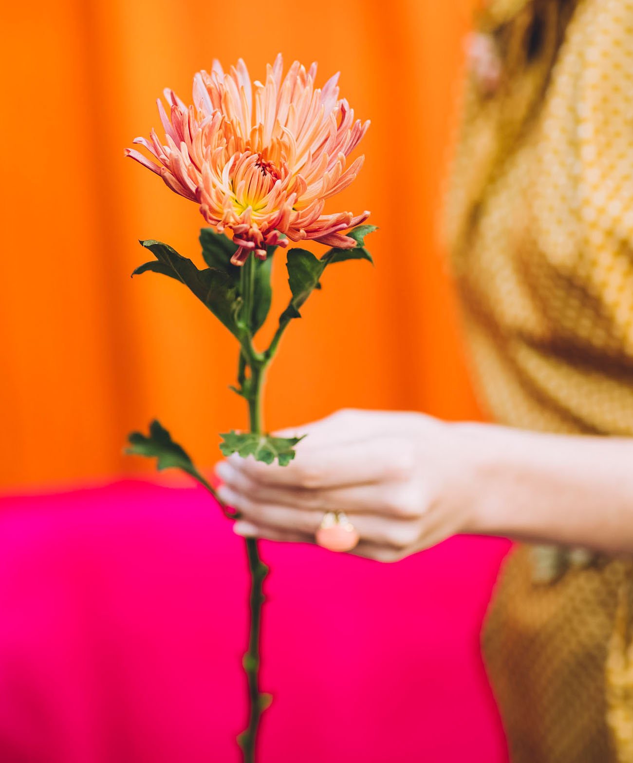 November Flower of the Month